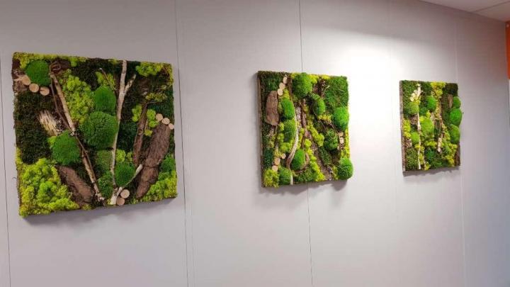 Location plante d'intérieur Lille