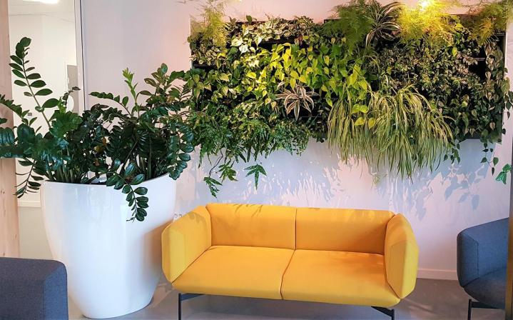 Installation plante verte de bureaux