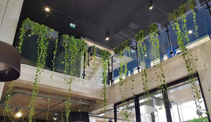 Service de location plante d'intérieur Lille