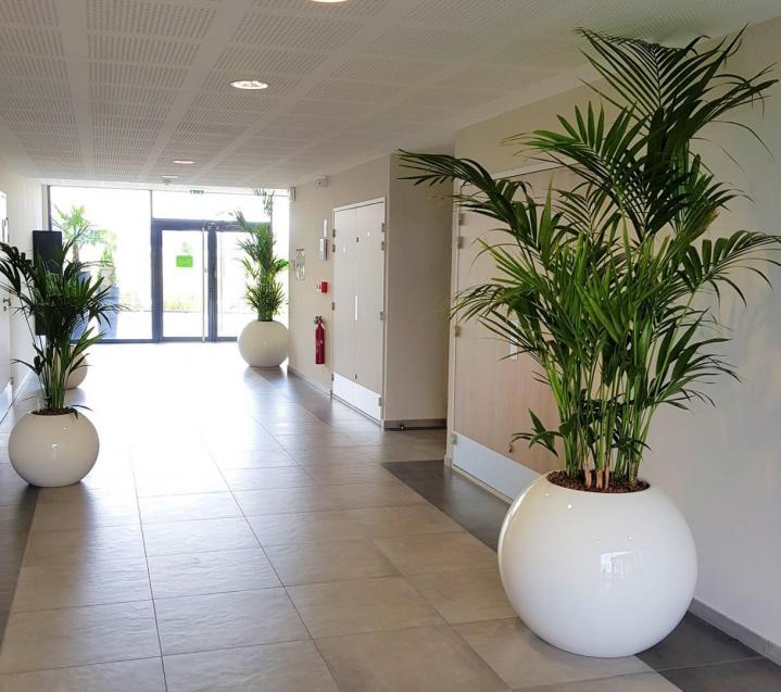 Pose plante verte de bureau Lille
