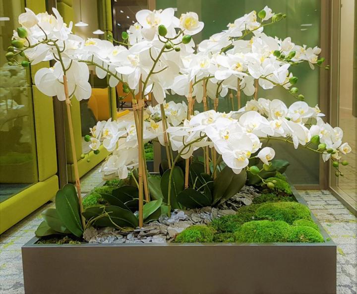Entretien plante d'intérieur