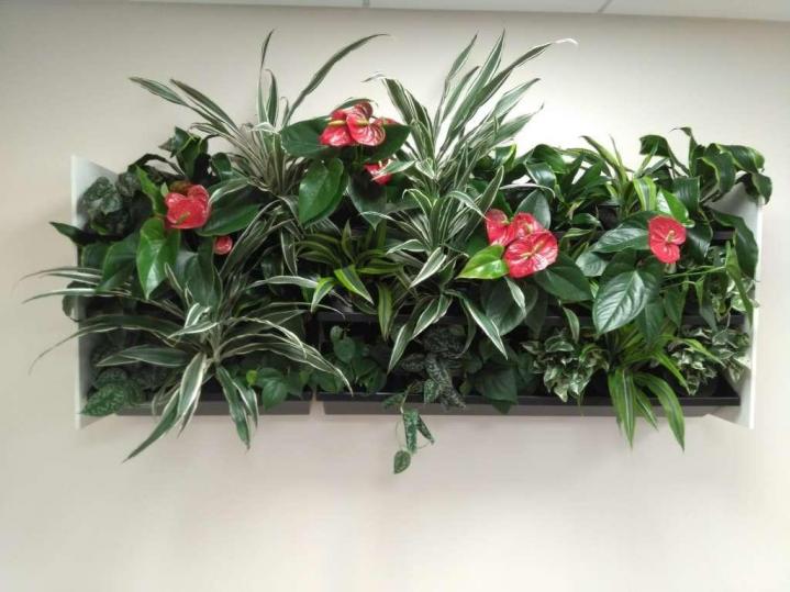 Vente de plante dépolluante Lille