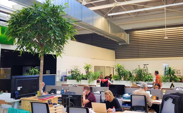 Installation plante verte de bureaux Lille