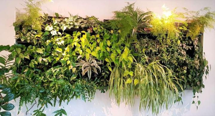 Entretien plante d'intérieur Lille