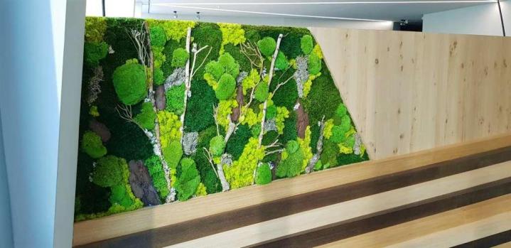 Installation plante verte de bureaux Lille