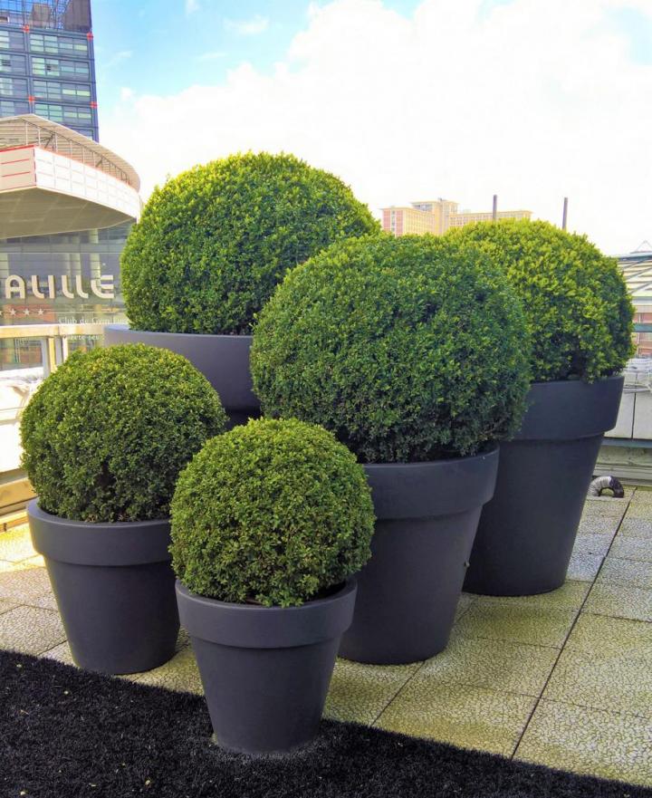 Location plante d'intérieur Lille