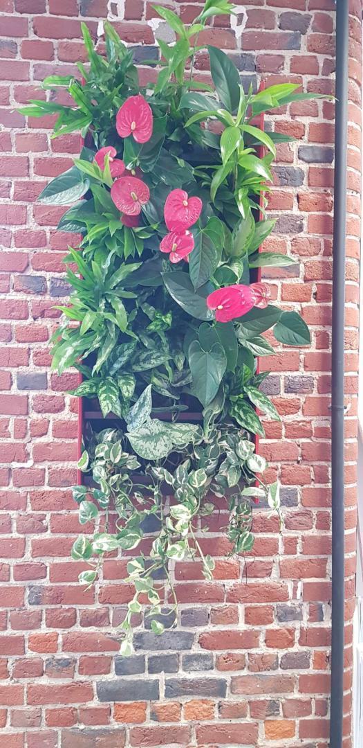 Location plante d'intérieur Lille