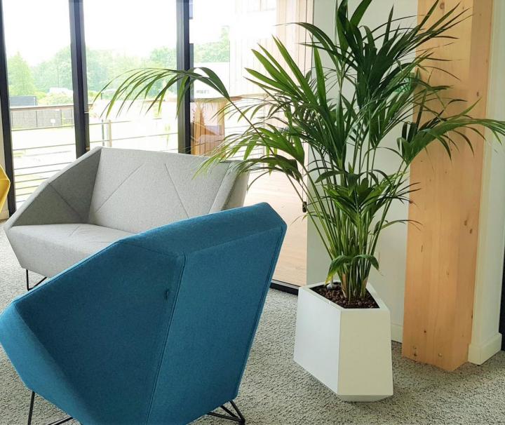 Entretien de végétaux d'intérieur Lille