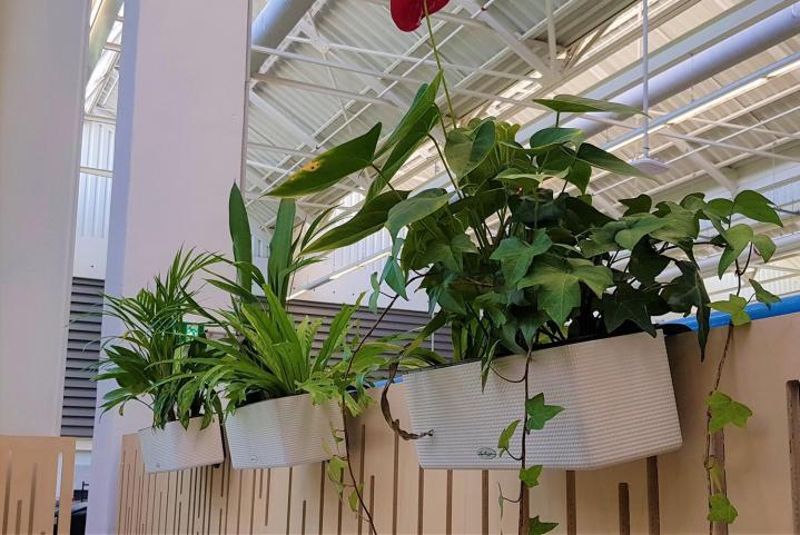 Pose plante verte de bureau Lille