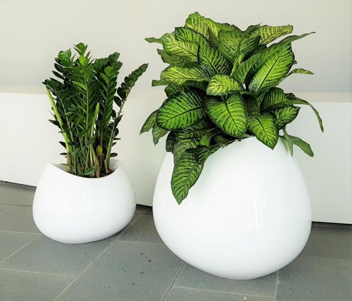 Entretien plante d'intérieur