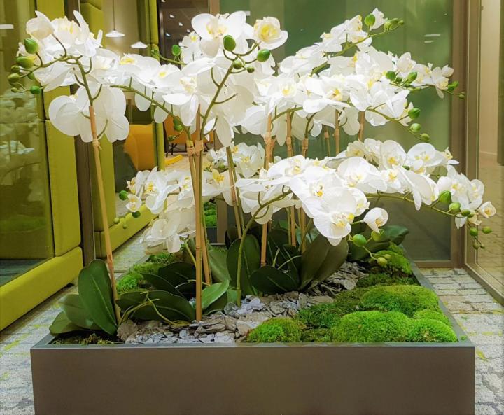 Magasin de plante dépolluante Lille