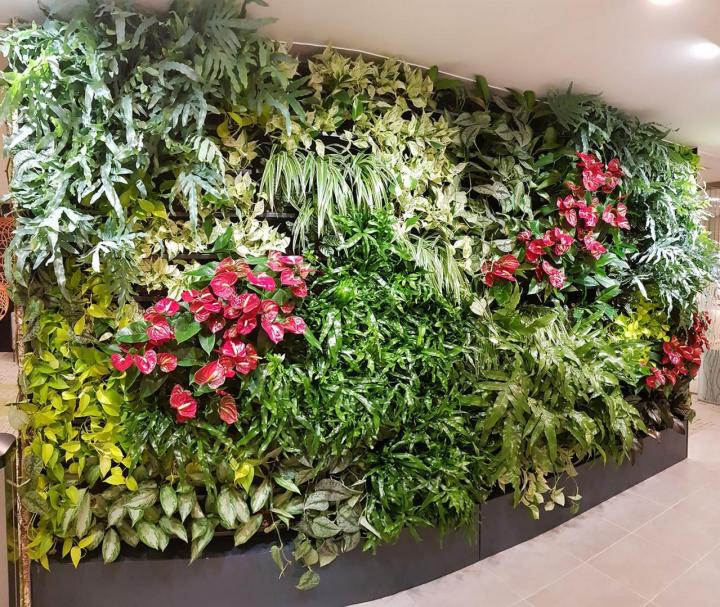 Installation plante verte de bureaux Lille