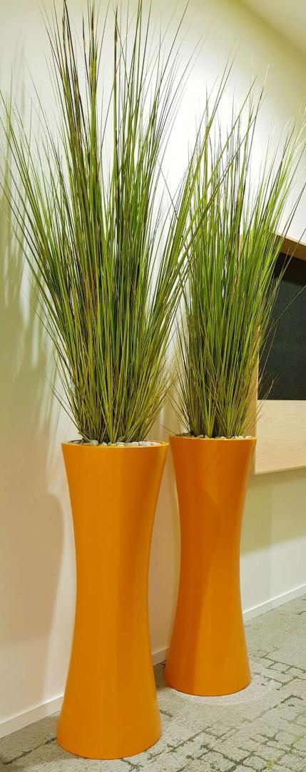 Entretien plante d'intérieur Lille