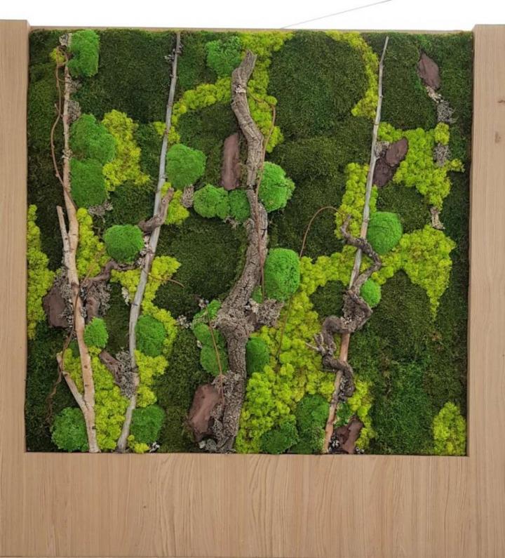 Installation plante verte de bureaux Lille