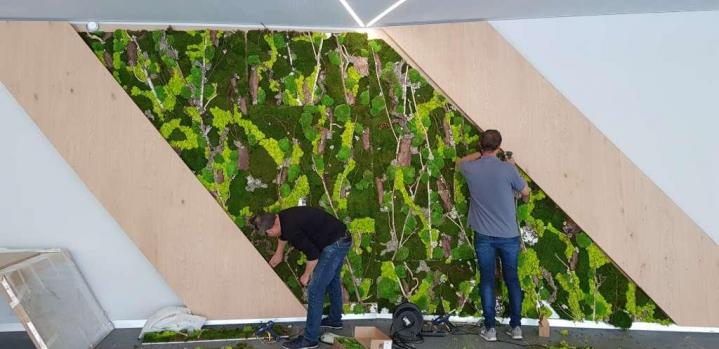 Entretien plante d'intérieur Lille