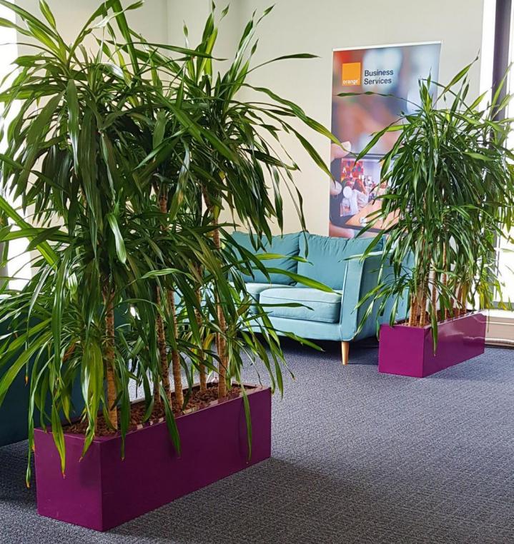 Installation plante verte de bureaux Lille