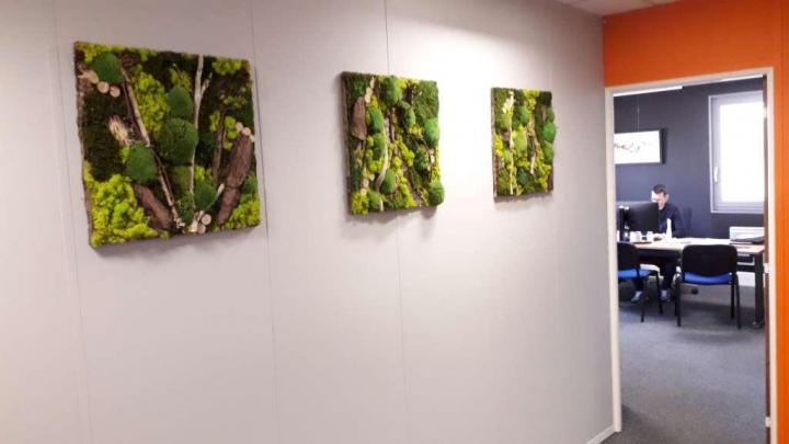 Entretien plante d'intérieur Lille